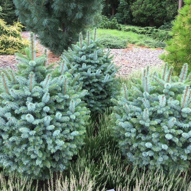 Picea sitchensis 'Tenas'