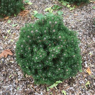 Pinus unicata 'Compacta'