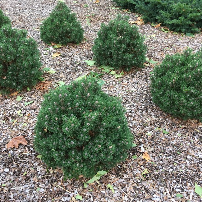 Pinus uncinata 'Compacta'
