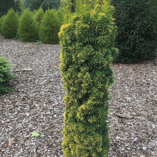 Taxus baccata 'Standishii'