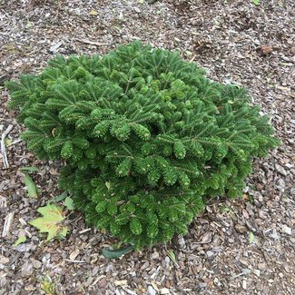 Abies nordmanniana' Munsterland'