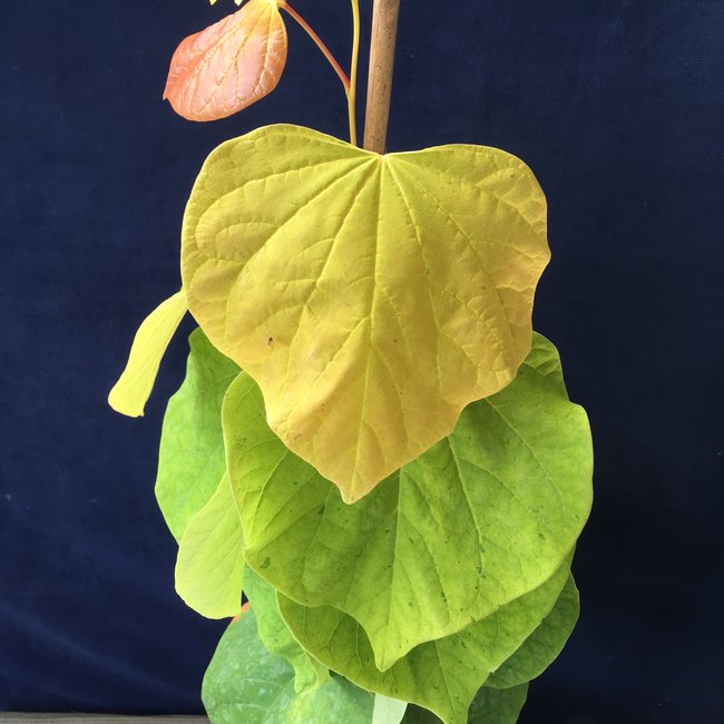 Cercis canadensis 'The Rising Sun'