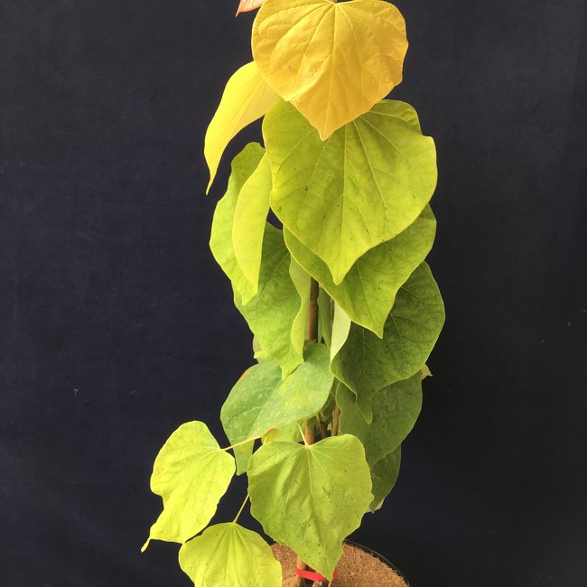 Cercis canadensis 'The Rising Sun'