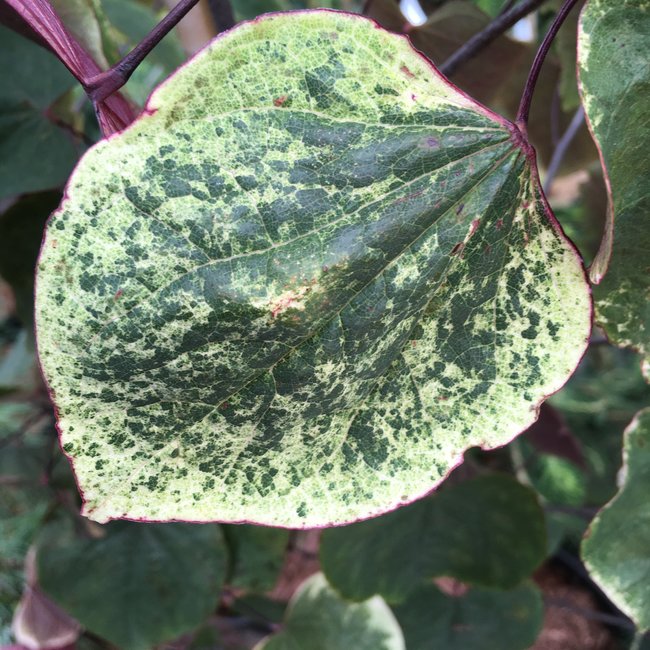 Cercis canadensis 'Carolina Sweetheart'