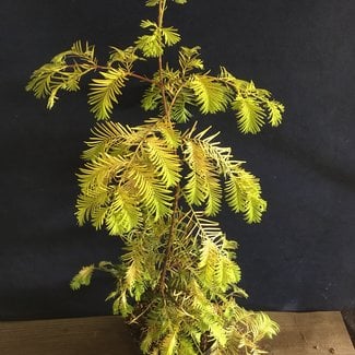 Metasequoia glytpstroboides ' Golden Dawn'