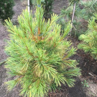 Pinus strobus 'Pacific Sunrise'