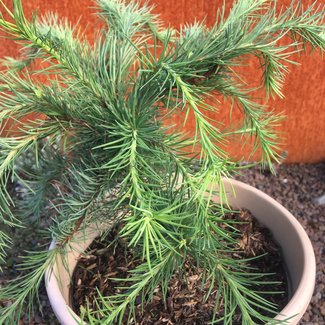 Larix kaempferi 'Cruwys Morchard'