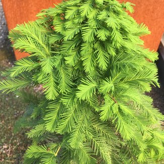 Taxodium distichum 'Jim's Little Guy'