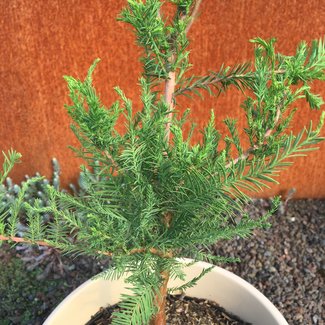 Taxodium distichum 'Monarch of Illinois'