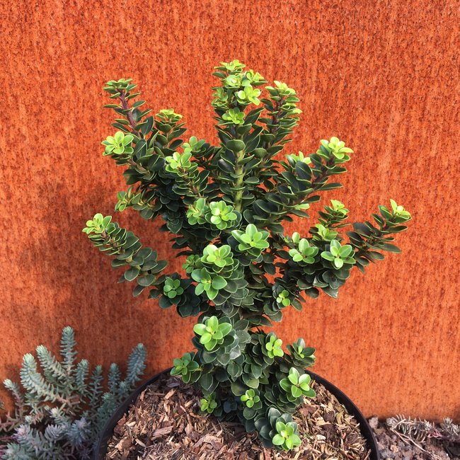 Ilex crenata 'Dwarf Pagoda'