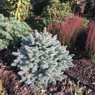 Picea pungens 'Bizon Blue W.B.'