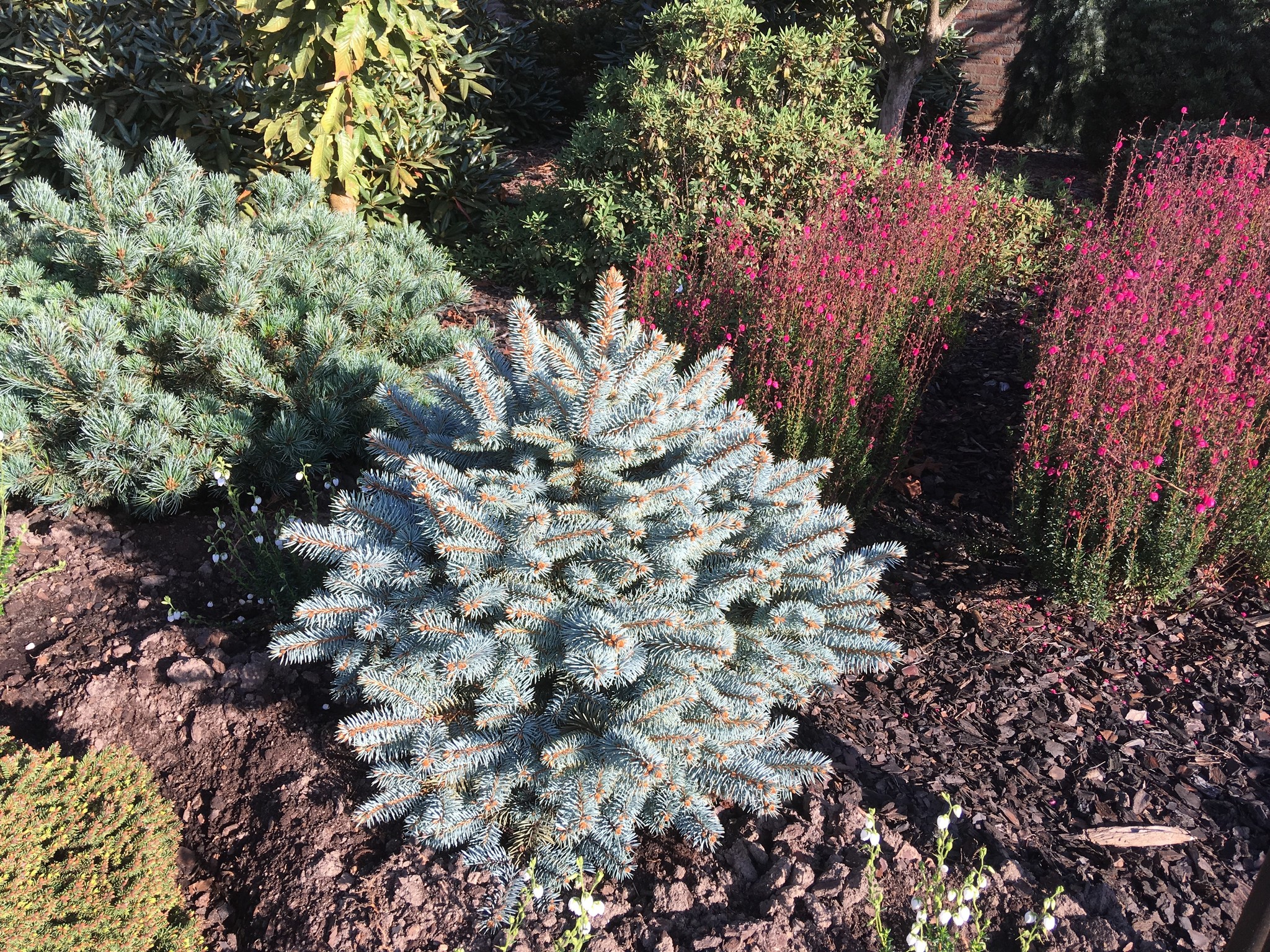 Picea pungens Blue W.B.' Herman Geers