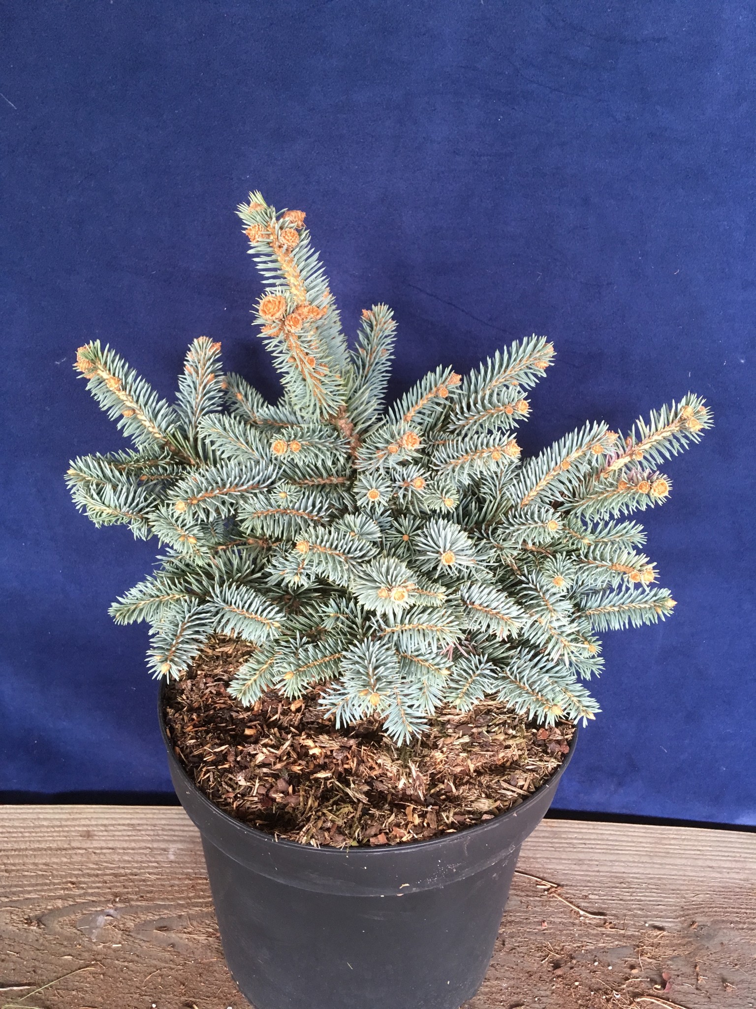 Picea pungens Blue W.B.' Herman Geers