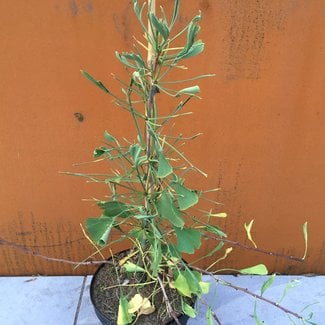 Ginkgo biloba 'Weeping Wonder'