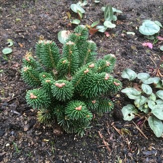 Abies koreana 'Frankenburg'