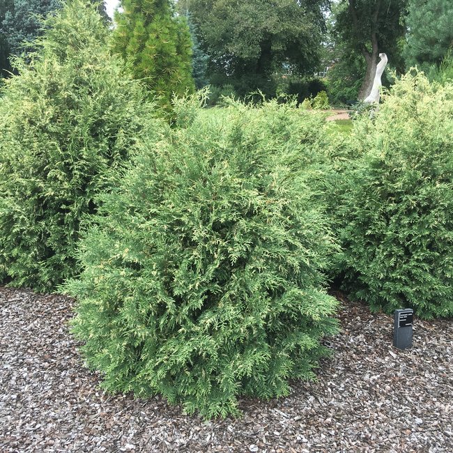 Tuin van een klant Arboretum 'De Dreijen'