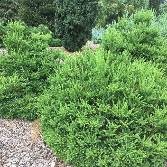 Tuin van een klant Arboretum 'De Dreijen'