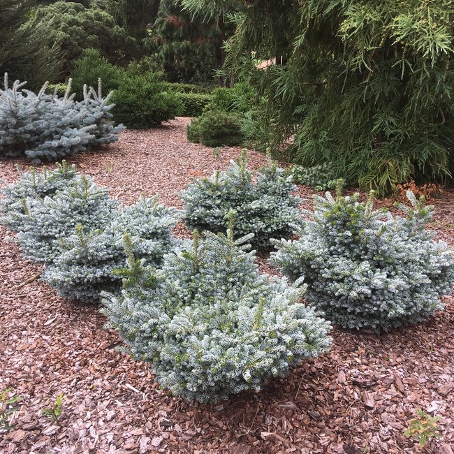 Tuin van een klant Arboretum 'De Dreijen'