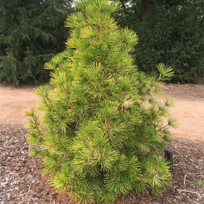 Tuin van een klant Arboretum 'De Dreijen'