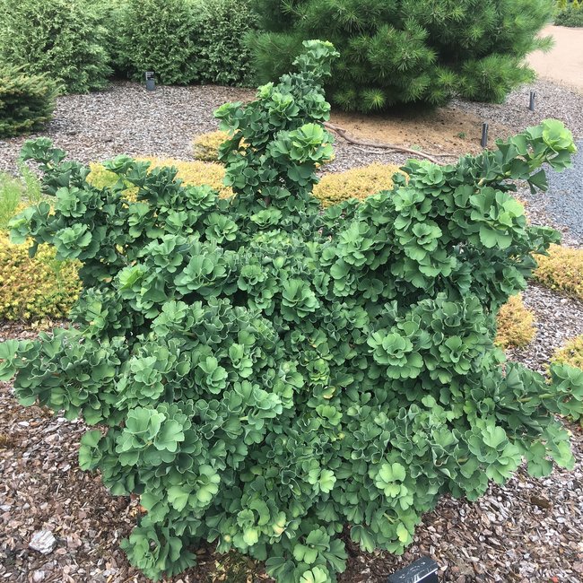 Tuin van een klant Arboretum 'De Dreijen'