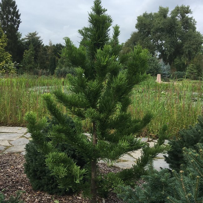 Tuin van een klant Arboretum 'De Dreijen'