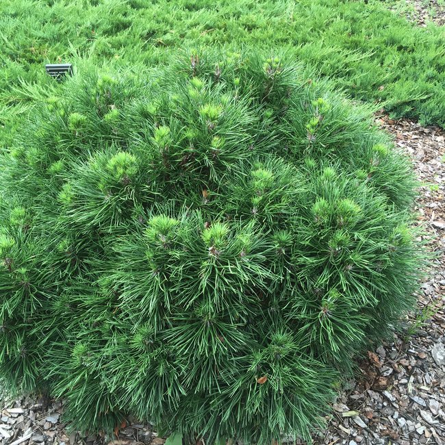 Tuin van een klant Arboretum 'De Dreijen'