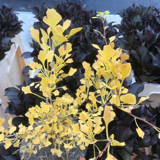 Ginkgo biloba 'Chris Dwarf'