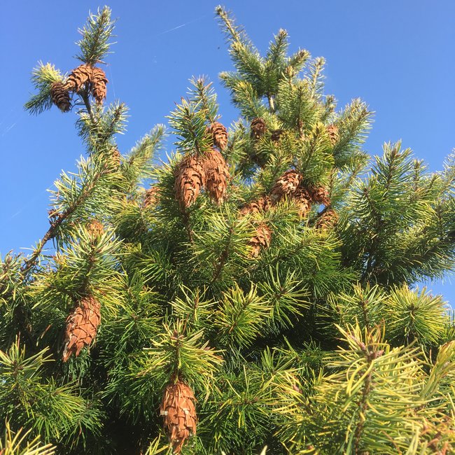Pseudotsuga menziesii 'Uwe's Golden'