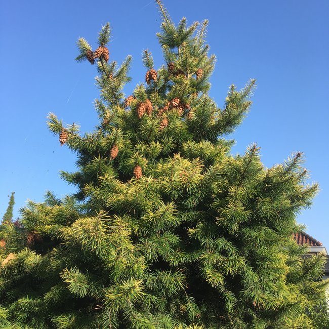 Pseudotsuga menziesii 'Uwe's Golden'