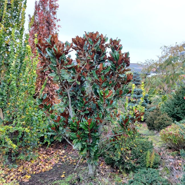 Magnolia grandiflora 'Gallisoniesis Nana'