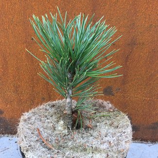 Pinus flexilis 'Wigwam'