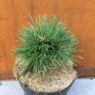 Pinus sylvestris 'Balenice'