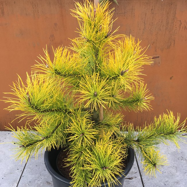 Pinus contorta 'Chief Joseph'