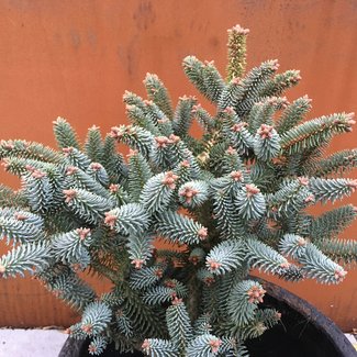 Abies pinsapo 'Horstmann'