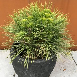 Pinus nigra 'Spielberg'