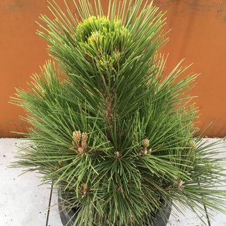 Pinus thunbergii 'Banshosho'