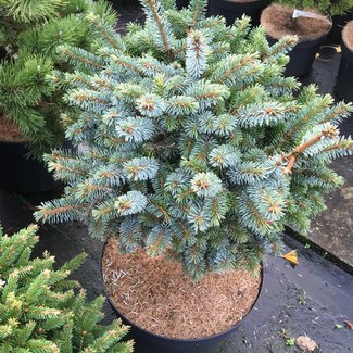 Picea sitchensis 'Silberzwerg'