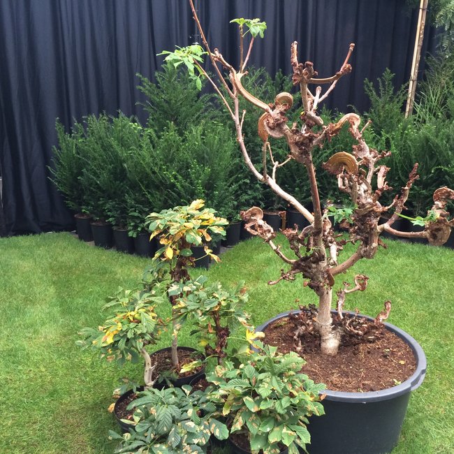 Aesculus hippocastanum 'Monstrosa'