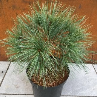 Pinus strobus 'Mary Butler'