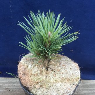 Pinus flexilis 'Kinzie Rose'