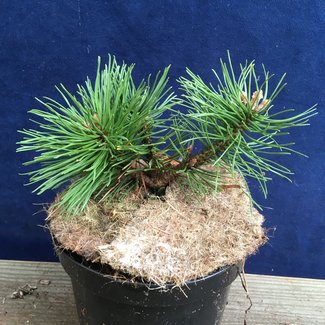 Pinus mugo 'Champ'