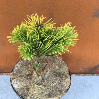 Pinus mugo 'Starkl'