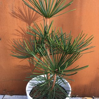 Sciadopitys verticillata 'Joe Kozey'