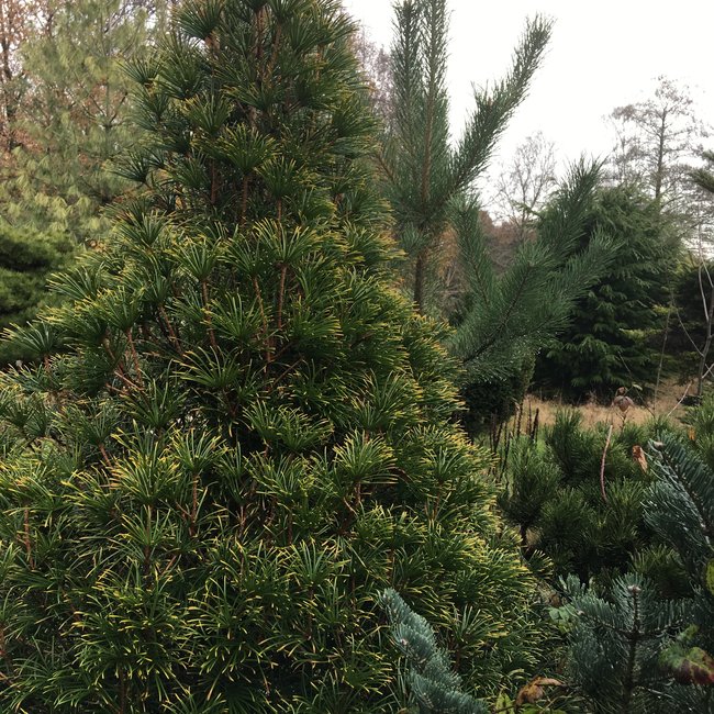 Sciadopiys verticillata 'Feuerwerk'