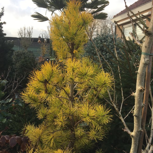 Pinus contorta 'Chief Joseph'