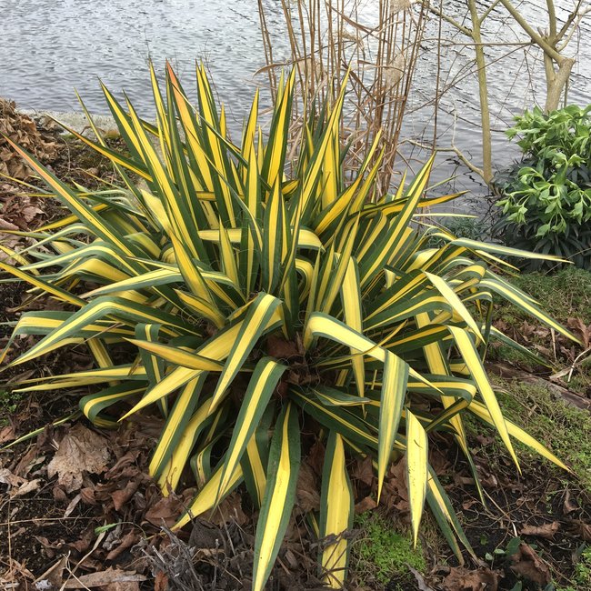Yucca filamentosa 'Color Guard'