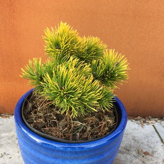 Pinus mugo 'Little Gold Star'