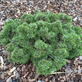 Pinus nigra 'Bobo'