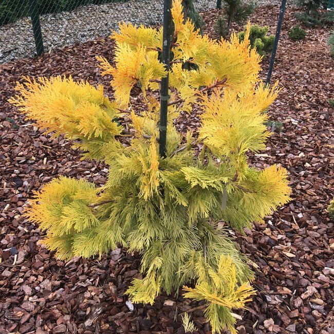 Calocedrus decurrens 'Berrima Gold'