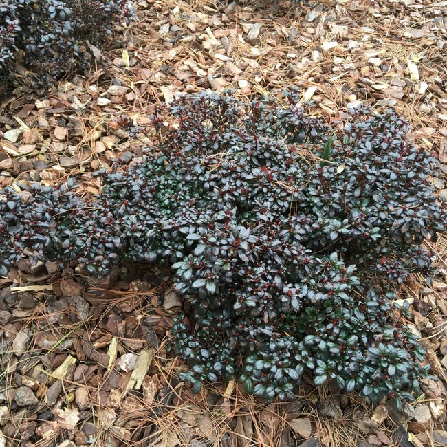 Rhododendron obtusum 'Maruschka'